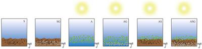 Algae-bacteria symbiotic constructed wetlands for antibiotic wastewater purification and biological response